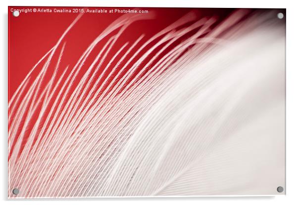 Extreme closeup of white feather on red  Acrylic by Arletta Cwalina