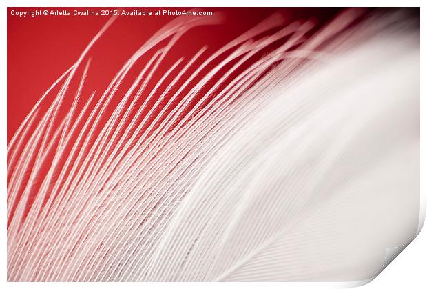 Extreme closeup of white feather on red  Print by Arletta Cwalina