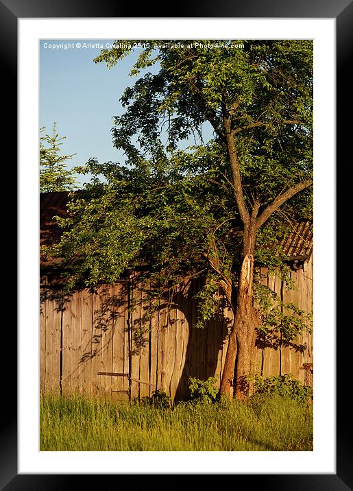 old wooden shack tree shadow Framed Mounted Print by Arletta Cwalina