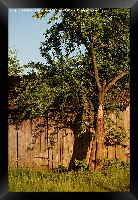 old wooden shack tree shadow Framed Print by Arletta Cwalina