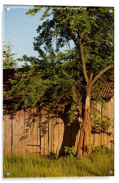 old wooden shack tree shadow Acrylic by Arletta Cwalina