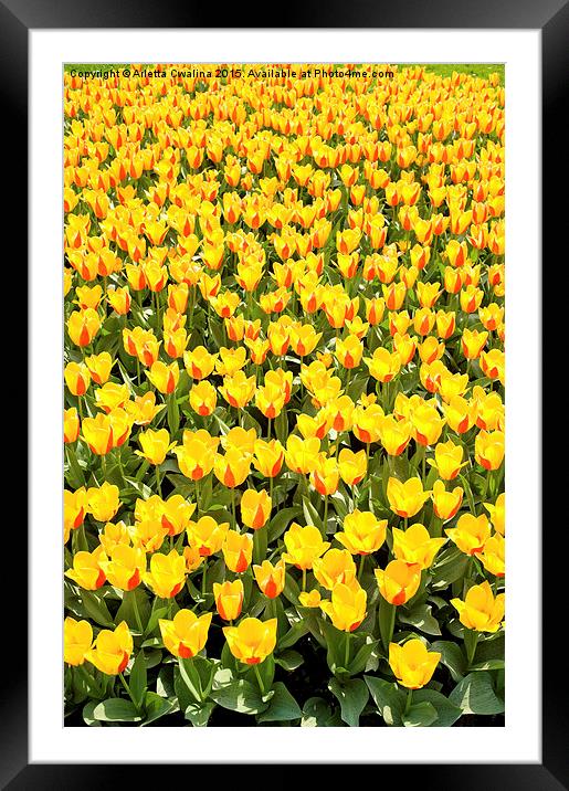 red and yellow Stresa tulips abloom  Framed Mounted Print by Arletta Cwalina