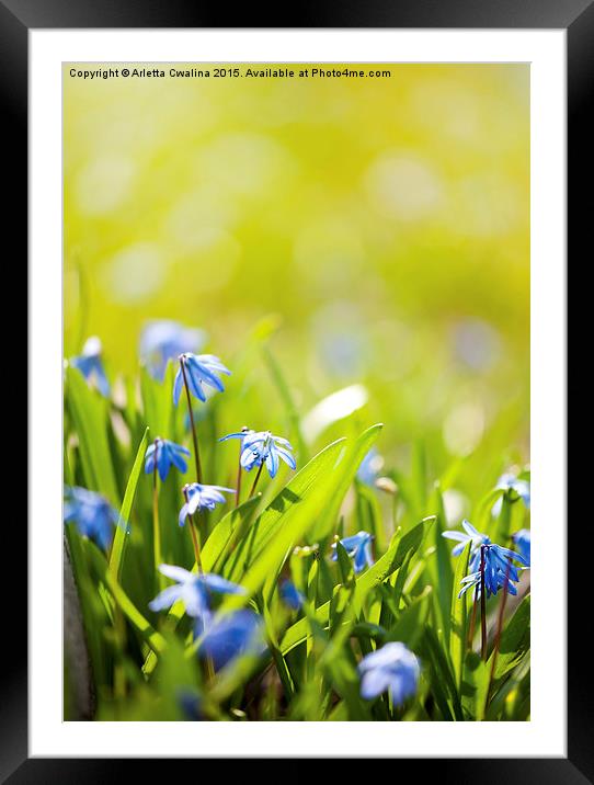 Scilla siberica flowering plant Framed Mounted Print by Arletta Cwalina