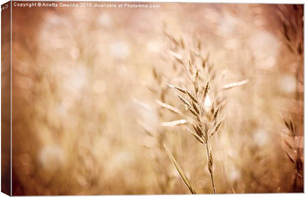 Sepia toned ripe grass inflorescence with pollen  Canvas Print by Arletta Cwalina