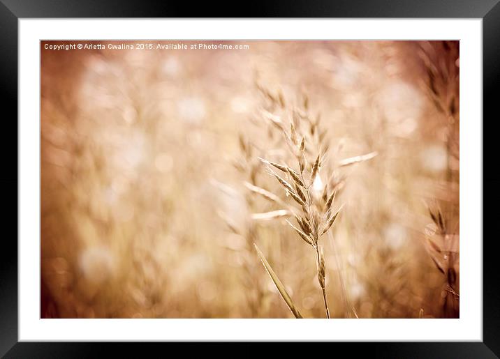 Sepia toned ripe grass inflorescence with pollen  Framed Mounted Print by Arletta Cwalina