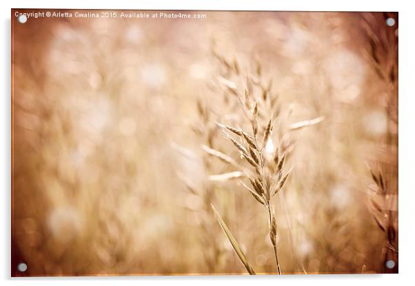 Sepia toned ripe grass inflorescence with pollen  Acrylic by Arletta Cwalina