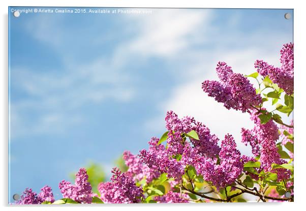 Lilac pink inflorescences grow Acrylic by Arletta Cwalina