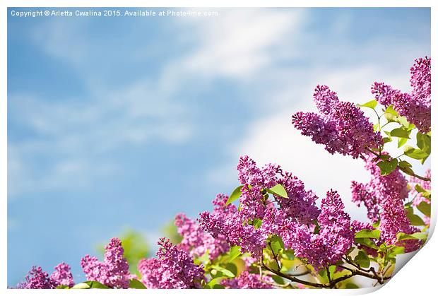 Lilac pink inflorescences grow Print by Arletta Cwalina