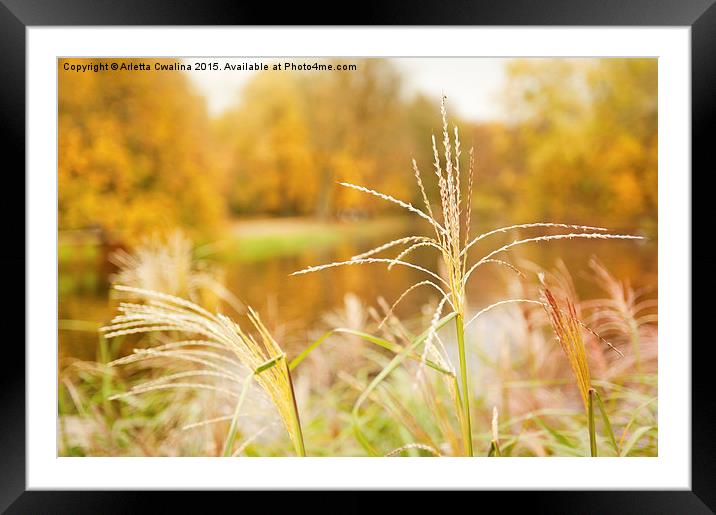 Miscanthus straw ornamental grass Framed Mounted Print by Arletta Cwalina