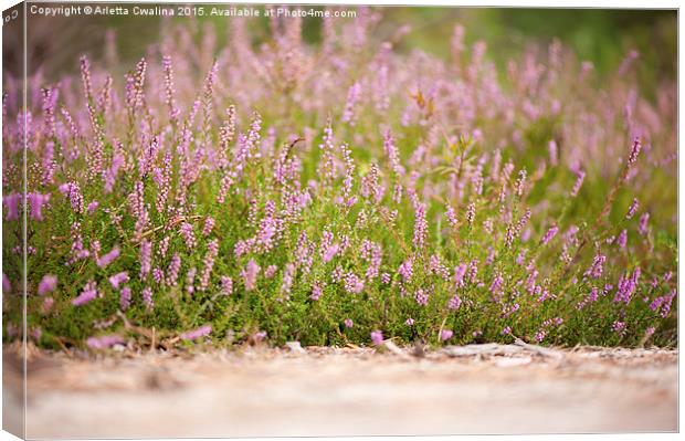 Bunches of pink heather flowering in forest  Canvas Print by Arletta Cwalina