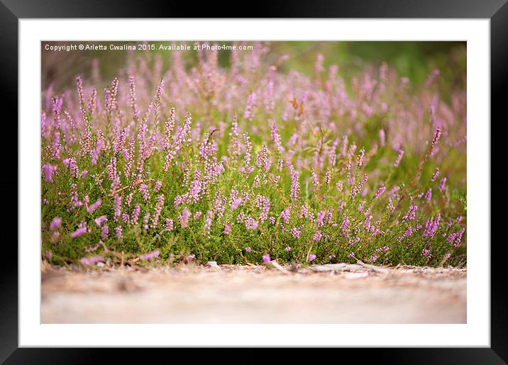 Bunches of pink heather flowering in forest  Framed Mounted Print by Arletta Cwalina