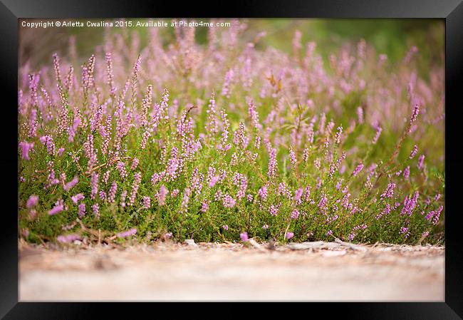 Bunches of pink heather flowering in forest  Framed Print by Arletta Cwalina