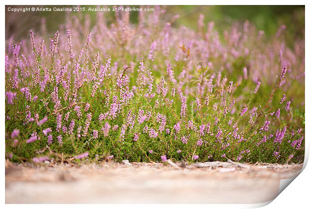 Bunches of pink heather flowering in forest  Print by Arletta Cwalina