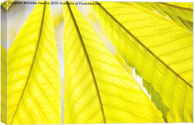 green Aesculus or horse chestnut or buckeye leaf  Canvas Print by Arletta Cwalina