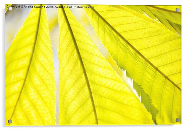 green Aesculus or horse chestnut or buckeye leaf  Acrylic by Arletta Cwalina