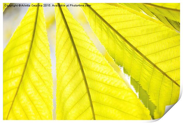 green Aesculus or horse chestnut or buckeye leaf  Print by Arletta Cwalina