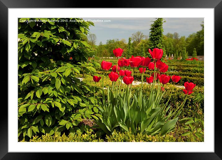Ulmus called elm and red tulips arranged  Framed Mounted Print by Arletta Cwalina