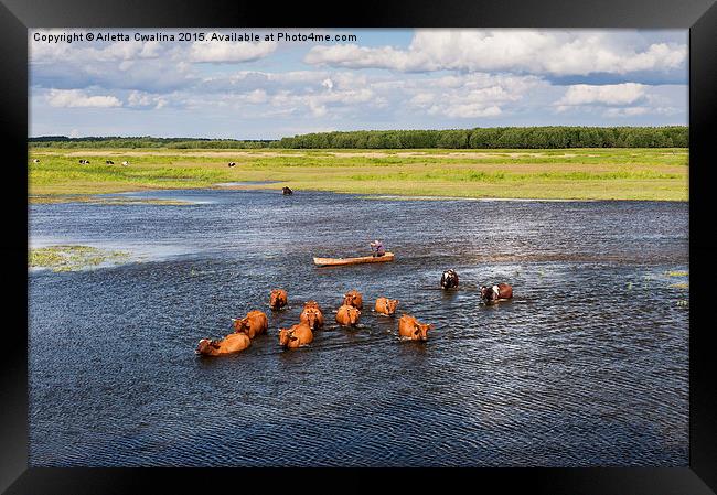  bucolic view in Biebrza wetland Framed Print by Arletta Cwalina