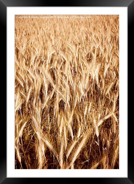 Plenty golden cereal grain ears on field  Framed Mounted Print by Arletta Cwalina