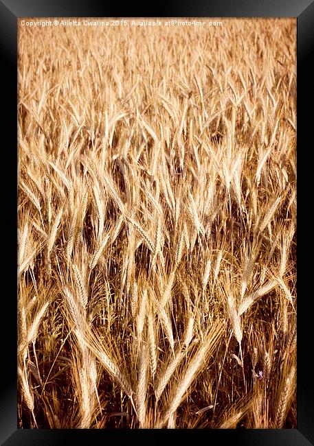 Plenty golden cereal grain ears on field  Framed Print by Arletta Cwalina