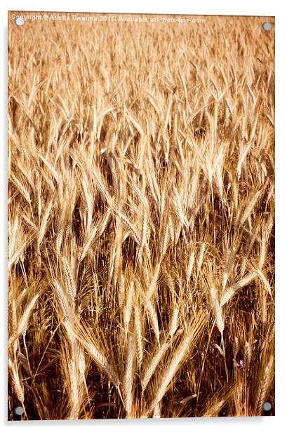 Plenty golden cereal grain ears on field  Acrylic by Arletta Cwalina