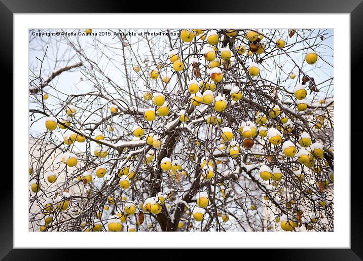 old apples sag on tree in snow Framed Mounted Print by Arletta Cwalina
