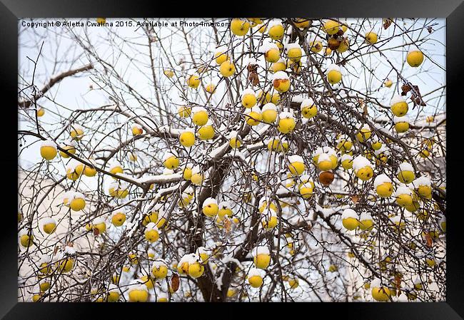 old apples sag on tree in snow Framed Print by Arletta Cwalina