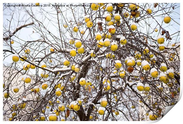 old apples sag on tree in snow Print by Arletta Cwalina