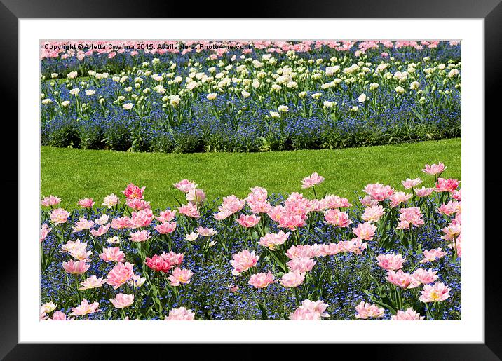 Pink Foxtrot tulips with blue forget-me-nots mix  Framed Mounted Print by Arletta Cwalina