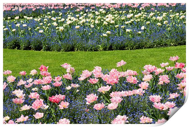 Pink Foxtrot tulips with blue forget-me-nots mix  Print by Arletta Cwalina