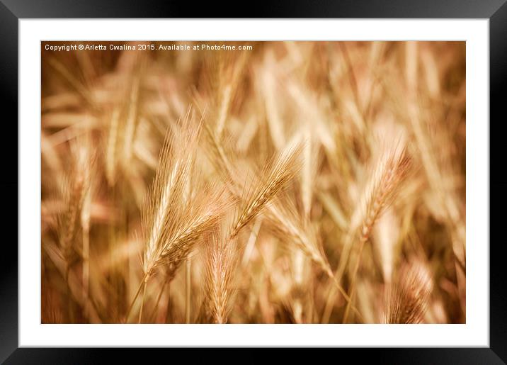 Golden ripe cereal ears grow on field  Framed Mounted Print by Arletta Cwalina