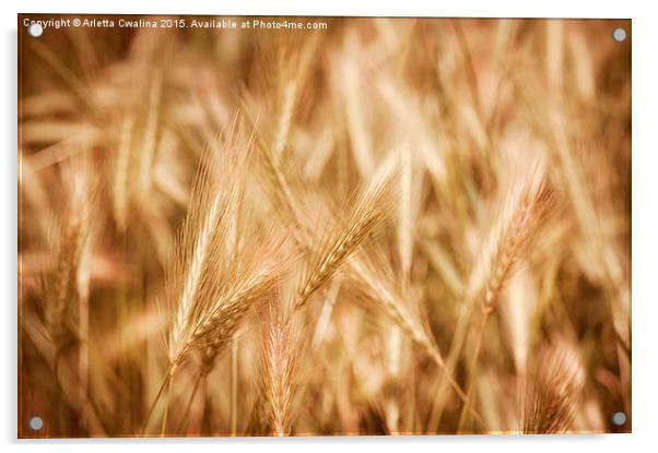 Golden ripe cereal ears grow on field  Acrylic by Arletta Cwalina