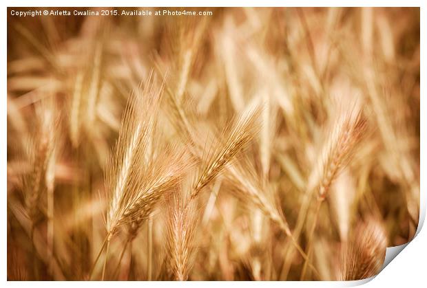 Golden ripe cereal ears grow on field  Print by Arletta Cwalina