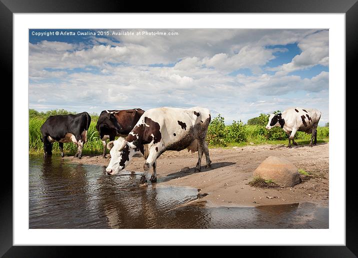 Herd of cows walking across puddle  Framed Mounted Print by Arletta Cwalina