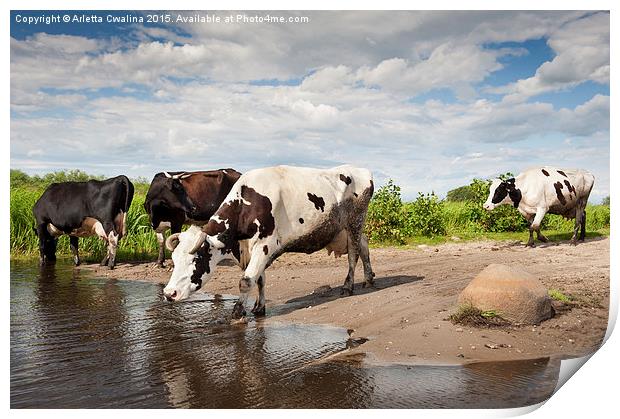 Herd of cows walking across puddle  Print by Arletta Cwalina