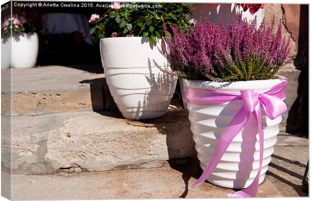 heather or ling plant in white big flowerpot  Canvas Print by Arletta Cwalina