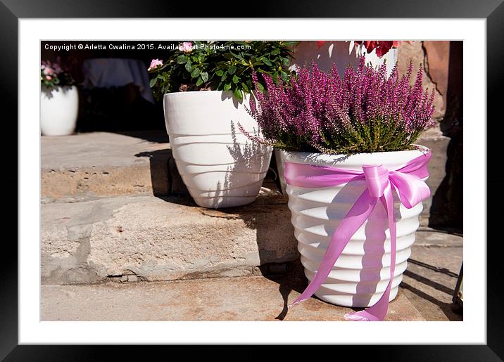 heather or ling plant in white big flowerpot  Framed Mounted Print by Arletta Cwalina