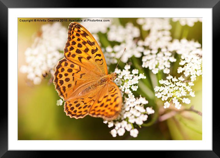 Argynnis paphia butterfly beauty Framed Mounted Print by Arletta Cwalina