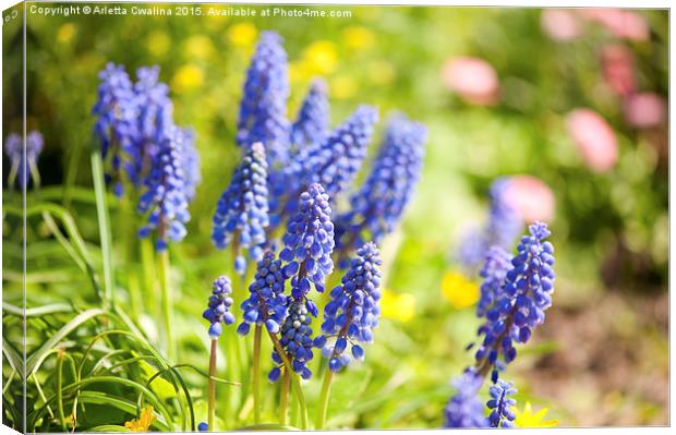 Muscari Mill blue bunches of grapes close-up  Canvas Print by Arletta Cwalina