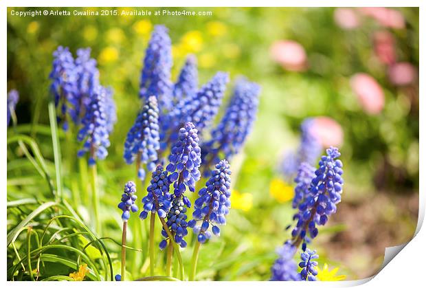 Muscari Mill blue bunches of grapes close-up  Print by Arletta Cwalina