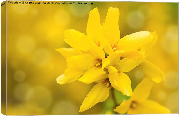 Forsythia bright yellow flowers on stem  Canvas Print by Arletta Cwalina