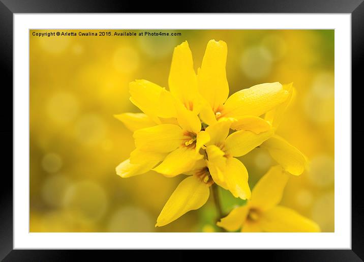 Forsythia bright yellow flowers on stem  Framed Mounted Print by Arletta Cwalina
