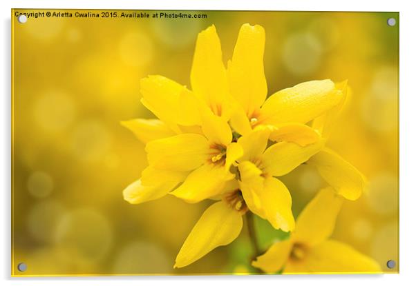 Forsythia bright yellow flowers on stem  Acrylic by Arletta Cwalina