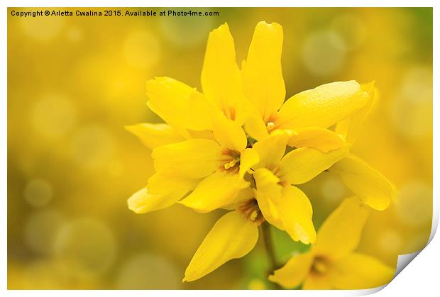 Forsythia bright yellow flowers on stem  Print by Arletta Cwalina