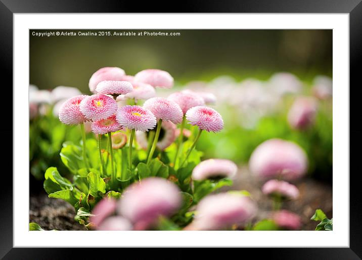 Bellis perennis pomponette called daisy blooming  Framed Mounted Print by Arletta Cwalina