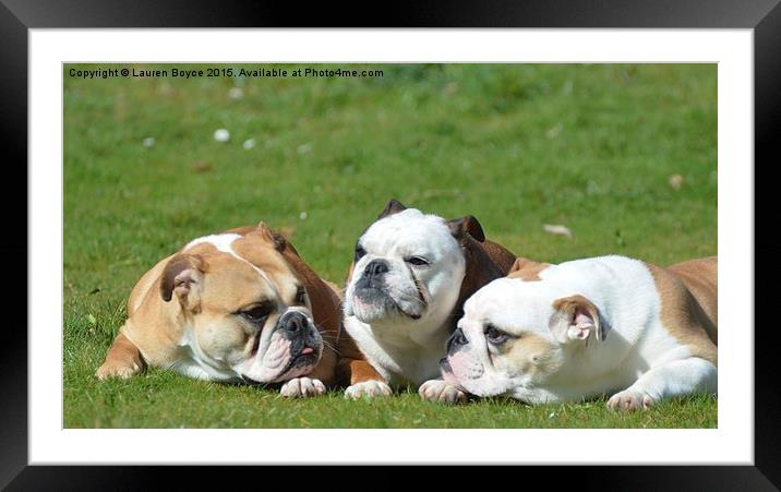  Three Bulldogs Framed Mounted Print by Lauren Boyce