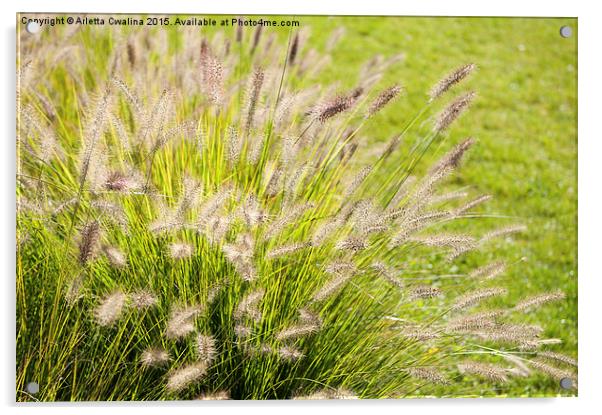 Grass bunch Pennisetum alopecuroides Acrylic by Arletta Cwalina