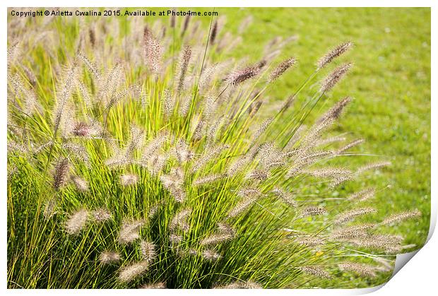 Grass bunch Pennisetum alopecuroides Print by Arletta Cwalina