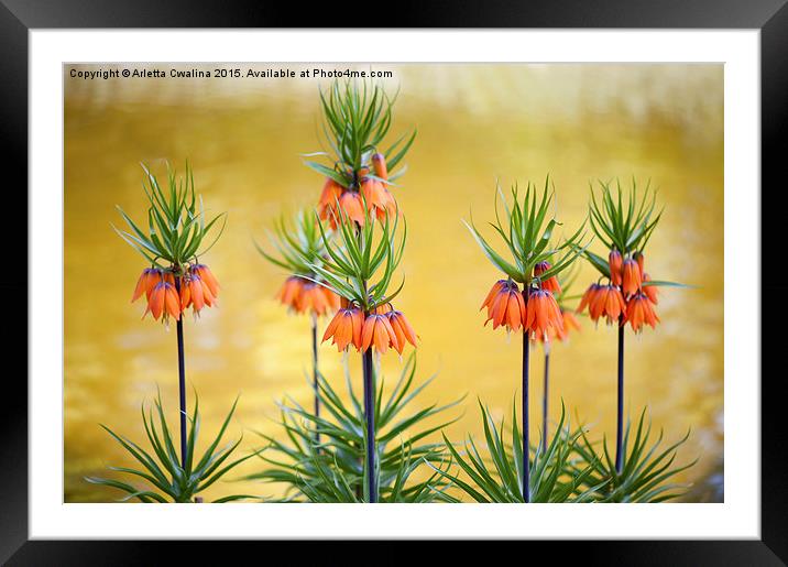 Orange lily flowers Fritillaria imperialis  Framed Mounted Print by Arletta Cwalina