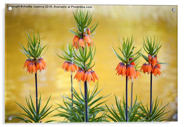 Orange lily flowers Fritillaria imperialis  Acrylic by Arletta Cwalina